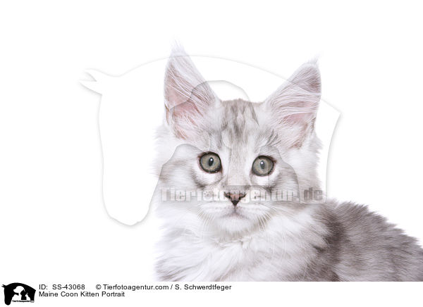Maine Coon Kitten Portrait / SS-43068