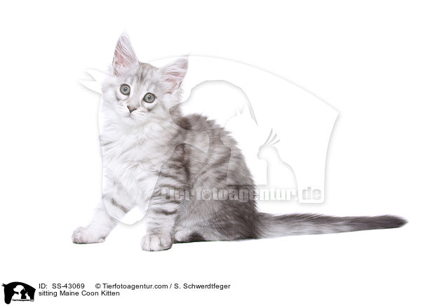 sitzendes Maine Coon Ktzchen / sitting Maine Coon Kitten / SS-43069