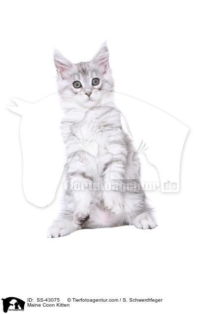 Maine Coon Kitten / SS-43075