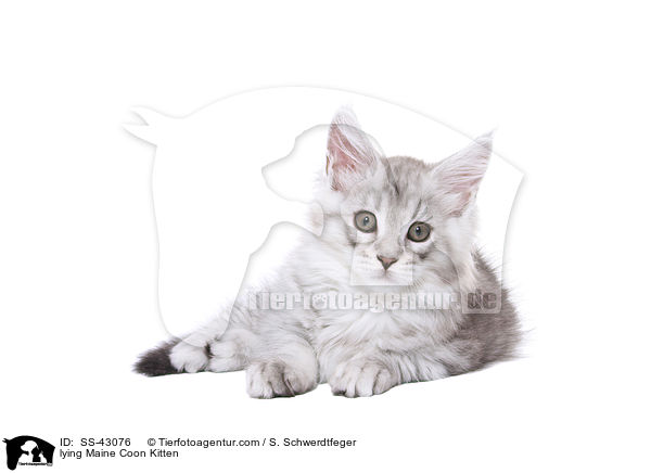 lying Maine Coon Kitten / SS-43076