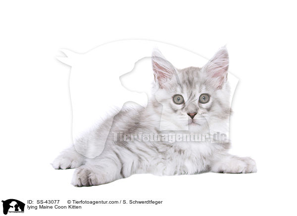 lying Maine Coon Kitten / SS-43077