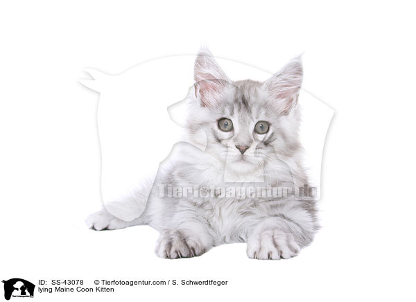 liegendes Maine Coon Ktzchen / lying Maine Coon Kitten / SS-43078