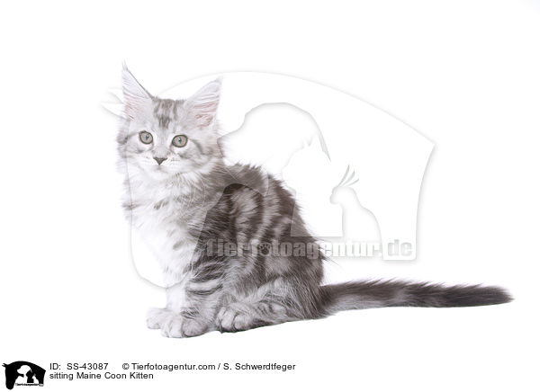 sitting Maine Coon Kitten / SS-43087