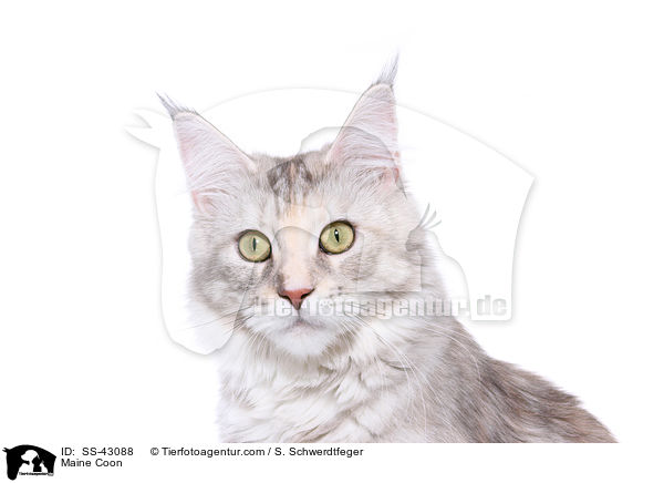 Maine Coon / SS-43088