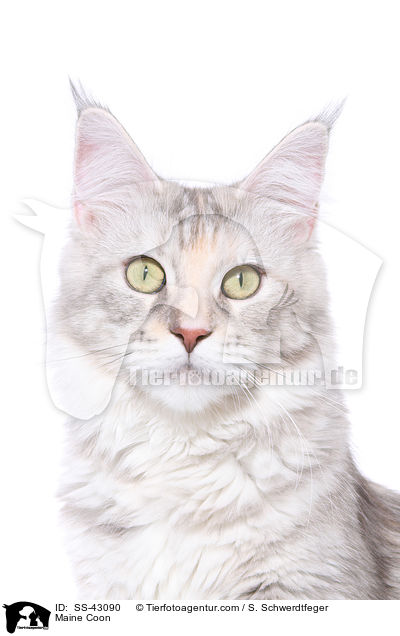 Maine Coon / SS-43090