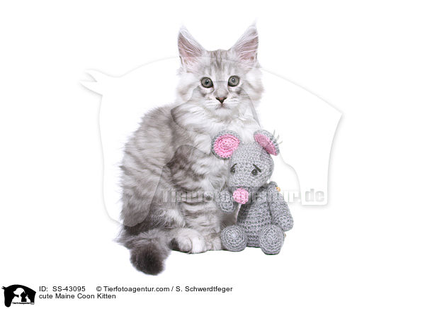 cute Maine Coon Kitten / SS-43095