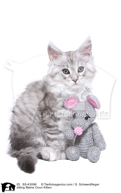 sitting Maine Coon Kitten / SS-43096