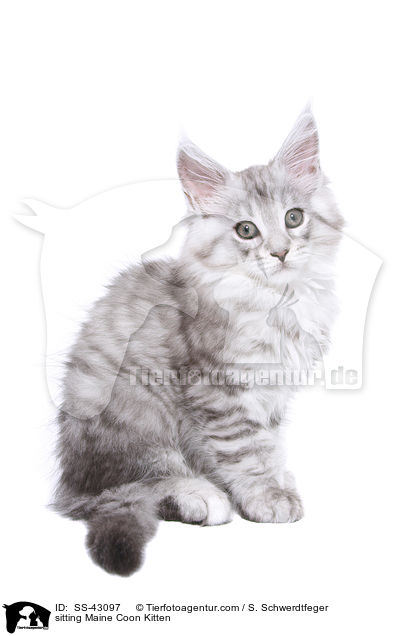 sitting Maine Coon Kitten / SS-43097