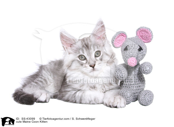 cute Maine Coon Kitten / SS-43099