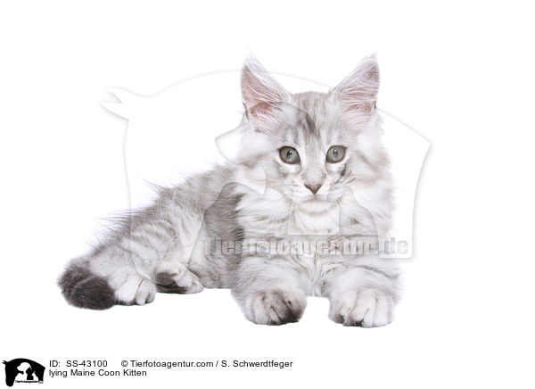 lying Maine Coon Kitten / SS-43100