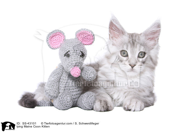 lying Maine Coon Kitten / SS-43101