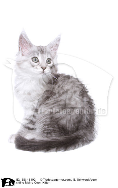 sitting Maine Coon Kitten / SS-43102