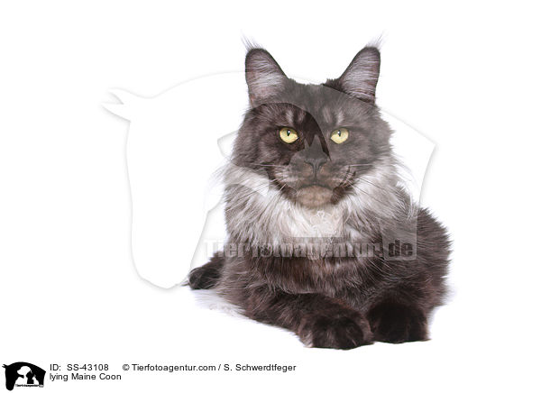 lying Maine Coon / SS-43108