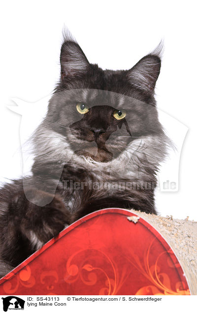 lying Maine Coon / SS-43113