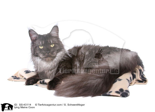 lying Maine Coon / SS-43114