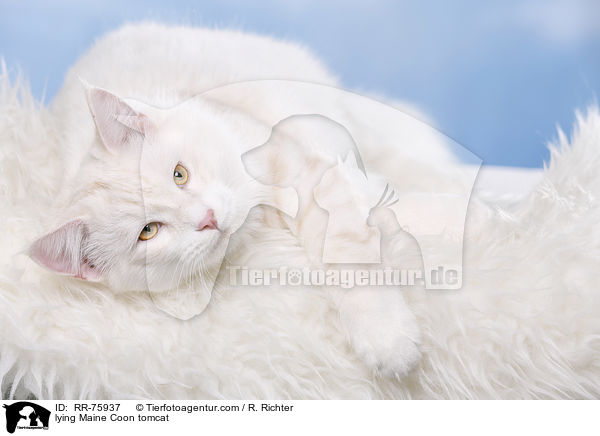 lying Maine Coon tomcat / RR-75937