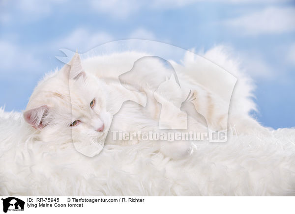 lying Maine Coon tomcat / RR-75945