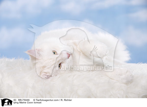 lying Maine Coon tomcat / RR-75946