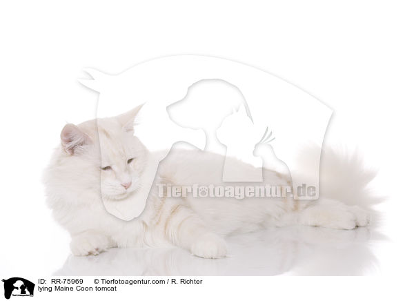 lying Maine Coon tomcat / RR-75969