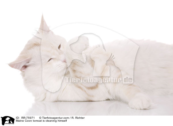 Maine Coon tomcat is cleaning himself / RR-75971