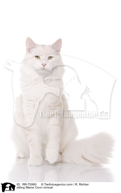 sitting Maine Coon tomcat / RR-75980