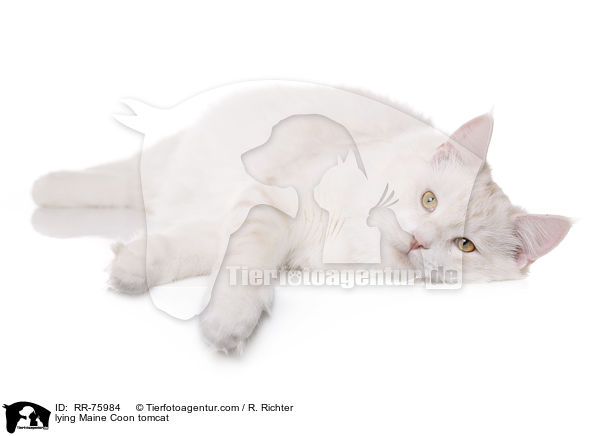 lying Maine Coon tomcat / RR-75984