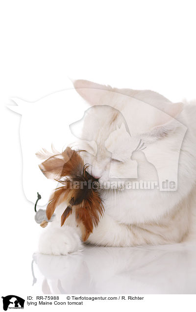 lying Maine Coon tomcat / RR-75988