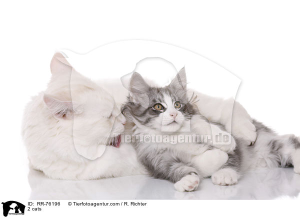 2 cats / RR-76196