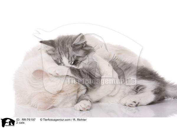 2 cats / RR-76197