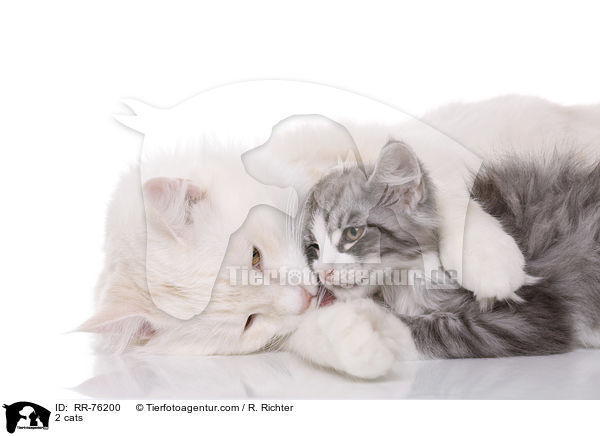 2 cats / RR-76200