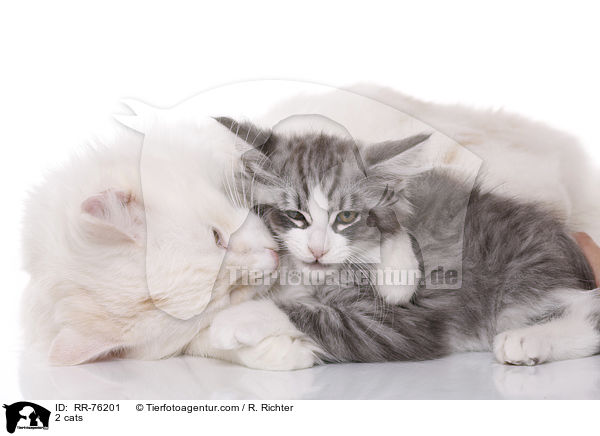 2 cats / RR-76201