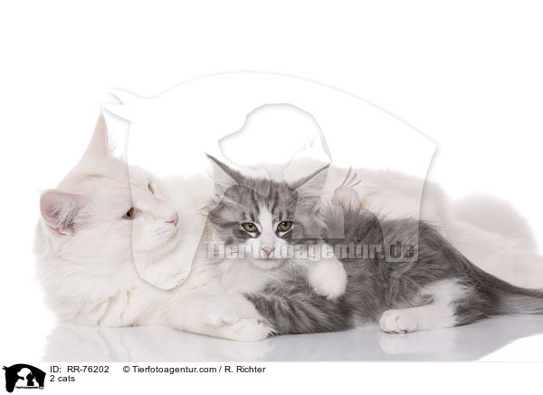 2 cats / RR-76202