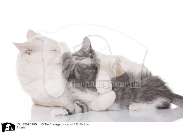 2 cats / RR-76205
