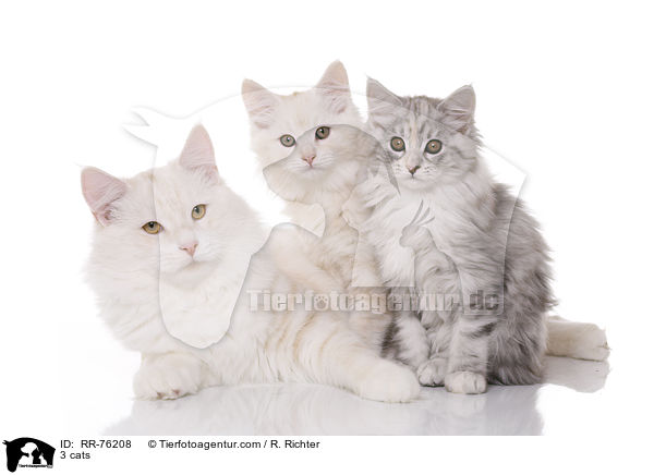 3 cats / RR-76208