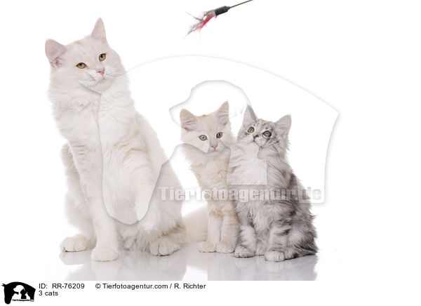 3 cats / RR-76209