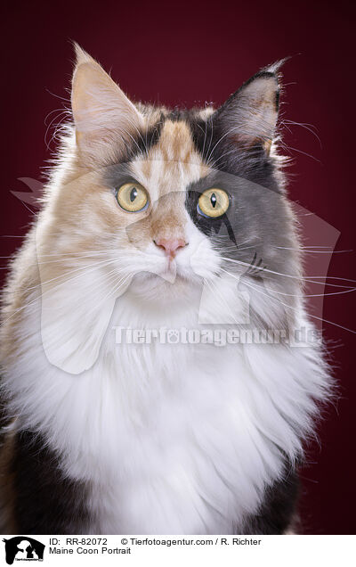 Maine Coon Portrait / RR-82072