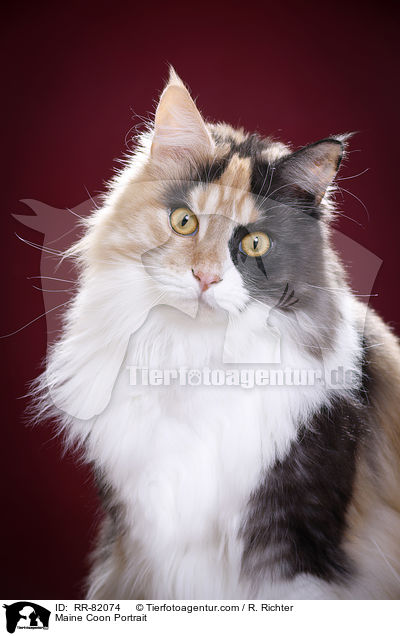 Maine Coon Portrait / RR-82074