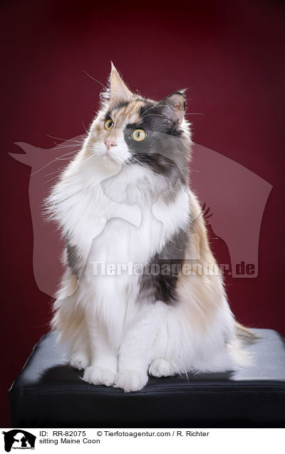sitting Maine Coon / RR-82075