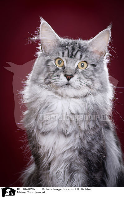 Maine Coon tomcat / RR-82076