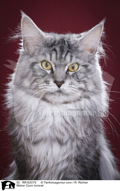 Maine Coon Kater / Maine Coon tomcat / RR-82079