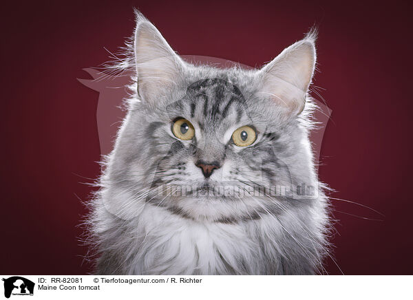 Maine Coon tomcat / RR-82081