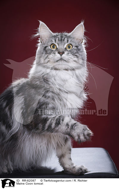 Maine Coon tomcat / RR-82087