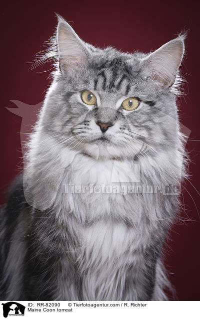 Maine Coon Kater / Maine Coon tomcat / RR-82090