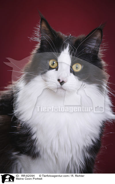 Maine Coon Portrait / RR-82094