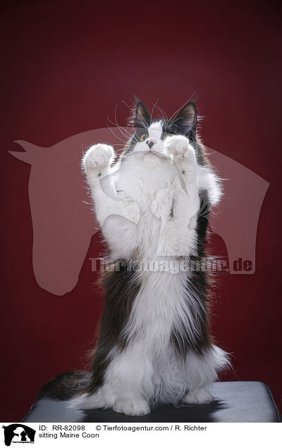 sitting Maine Coon / RR-82098