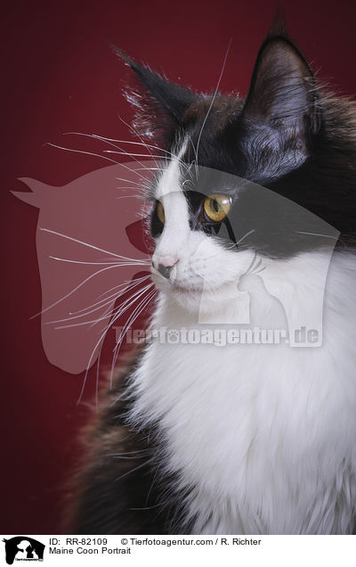 Maine Coon Portrait / RR-82109