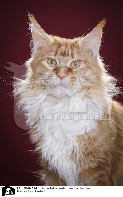 Maine Coon Portrait / RR-82114