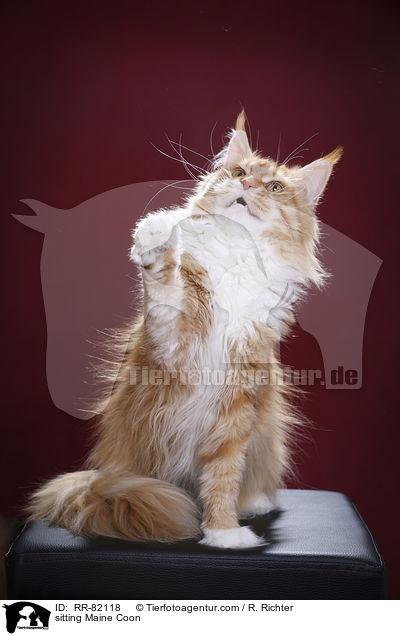sitzende Maine Coon / sitting Maine Coon / RR-82118
