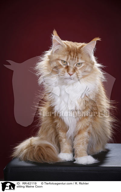 sitting Maine Coon / RR-82119