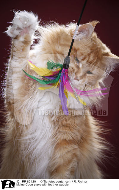 Maine Coon plays with feather waggler / RR-82120